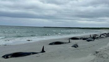 Tragedy as nearly 100 whales die following mass stranding on beach