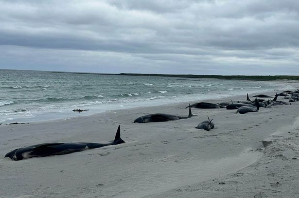 Tragedy as nearly 100 whales die following mass stranding on beach
