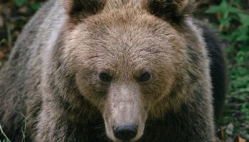 « Une situation alarmante » : la Roumanie double ses quotas d’abattage d’ours après la mort d’une randonneuse