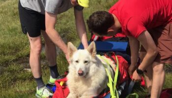 Urgent warning given to dog owners taking their pets on hikes this summer