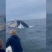 Video shows humpback whale crashing into boat, sending 2 overboard