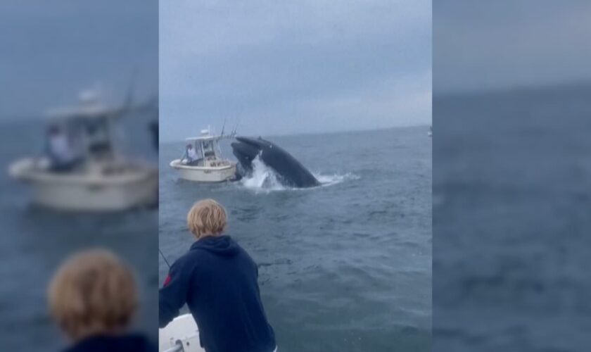 Video shows humpback whale crashing into boat, sending 2 overboard