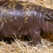 Noch hat das junge Hippo keinen Namen Foto: Zoo Berlin/dpa