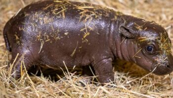 Noch hat das junge Hippo keinen Namen Foto: Zoo Berlin/dpa