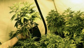 Le “cannabis light” bientôt assimilé à une drogue en Italie ?