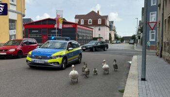 Ausflüge in die Stadt: Schwanenfamilie sorgt gleich für mehrere Polizeieinsätze