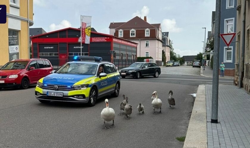 Ausflüge in die Stadt: Schwanenfamilie sorgt gleich für mehrere Polizeieinsätze