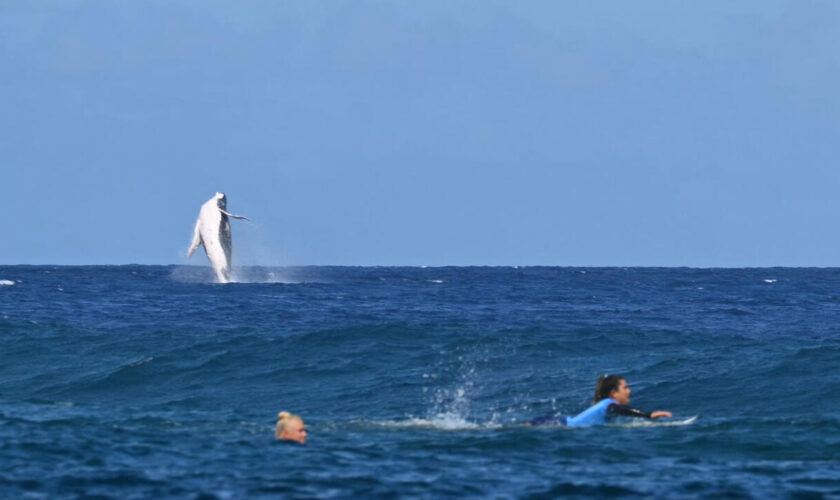 🔴 JO 2024 - Jour 11 en direct : surf, escalade, skateboard et athlétisme, quel programme !