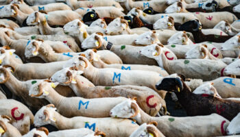 L’Etat annonce prendre en charge les frais vétérinaires pour la vaccination des troupeaux de moutons contre une nouvelle fièvre