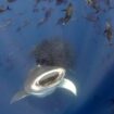 Feeding Frenzy. Pic: Jorge Fontes