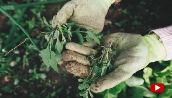 Allzweckmittel: Günstig und effektiv: So wird Cola zum Wundermittel im Garten