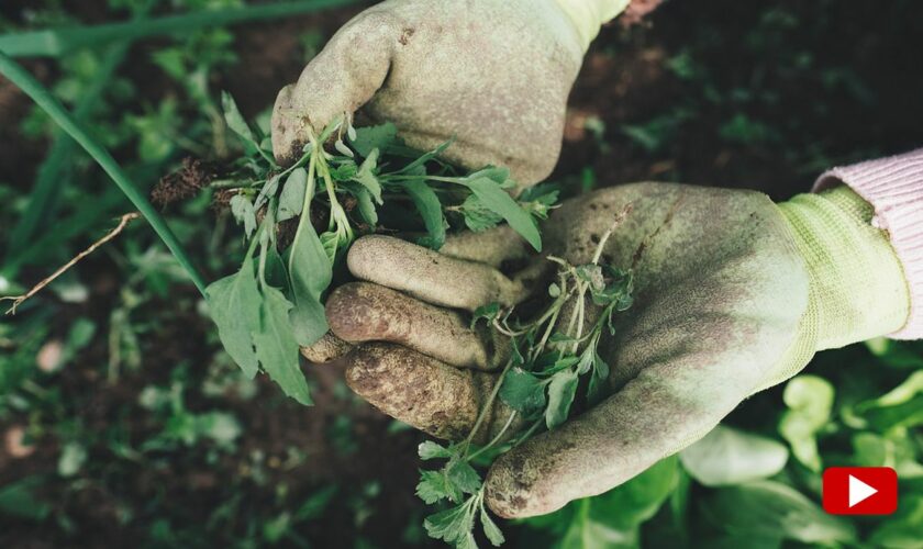 Allzweckmittel: Günstig und effektiv: So wird Cola zum Wundermittel im Garten