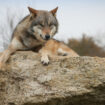Aveyron : un loup mortellement blessé par un « tir de défense » autorisé, l’animal introuvable