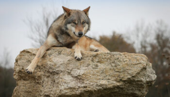 Aveyron : un loup mortellement blessé par un « tir de défense » autorisé, l’animal introuvable
