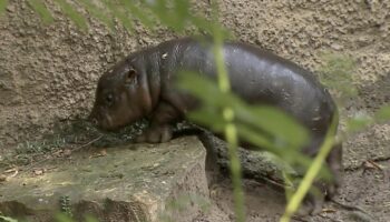 Berliner Zoo: Hippo-Baby Toni entzückt alle beim ersten Badeausflug