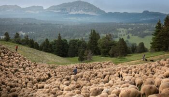 Des Bouches-du-Rhône au Vercors: chez les Lemercier, la transhumance des brebis de mère en fille