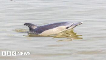 Dolphin found dead on bank of River Thames
