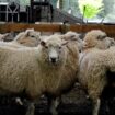 Fièvre catarrhale ovine : la campagne de vaccination débutera dès lundi