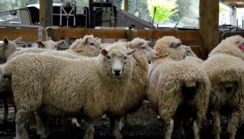 Fièvre catarrhale ovine : la campagne de vaccination débutera dès lundi