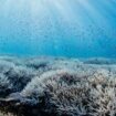 Great Barrier Reef: Höchste Wassertemperatur seit 400 Jahren führt zu weiterer Massenbleiche