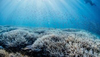 Great Barrier Reef: Höchste Wassertemperatur seit 400 Jahren führt zu weiterer Massenbleiche