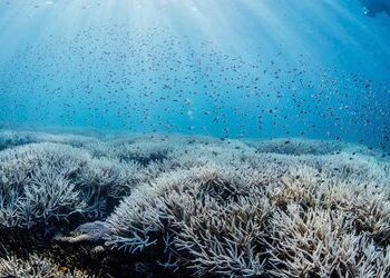 Great Barrier Reef: Höchste Wassertemperatur seit 400 Jahren führt zu weiterer Massenbleiche