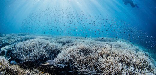 Great Barrier Reef: Höchste Wassertemperatur seit 400 Jahren führt zu weiterer Massenbleiche