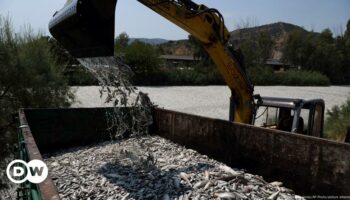 Greece declares state of emergency over flood of dead fish