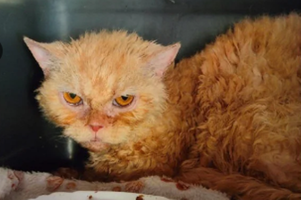 'I rescued 11 cats with rotten teeth and mites – now they look completely transformed'