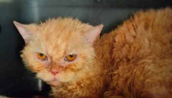 'I rescued 11 cats with rotten teeth and mites – now they look completely transformed'