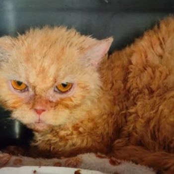 'I rescued 11 cats with rotten teeth and mites – now they look completely transformed'