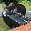 Instant CAR-ma! Hungry elephant attracted by BBQ smell flips over a family's vehicle in act of karma after they broke campsite cooking rules