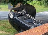 Instant CAR-ma! Hungry elephant attracted by BBQ smell flips over a family's vehicle in act of karma after they broke campsite cooking rules