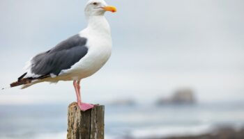 «Maintenant, mon petit-fils en a une peur bleue» : de Dinard à Palavas-les-Flots, des attaques de goélands qui ne font pas rire