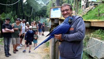 Maltraitance animale : après des années de turbulences, la renaissance du parc animalier de Pont-Scorff en Bretagne