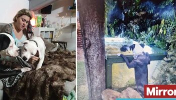 Nightmare zoo where 'aggressive' dogs killed animals and owners tried to feed corpses to snakes