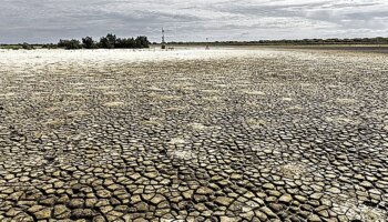 Nueva savia para las venas resecas de la marisma de Doñana