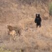 Ours vs tigres: des combats filmés dans la nature montrent le vainqueur