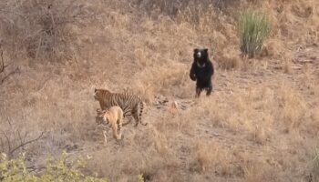 Ours vs tigres: des combats filmés dans la nature montrent le vainqueur