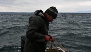 Perturbé par les espèces invasives, le lac de Constance sur la brèche