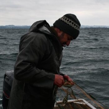 Perturbé par les espèces invasives, le lac de Constance sur la brèche