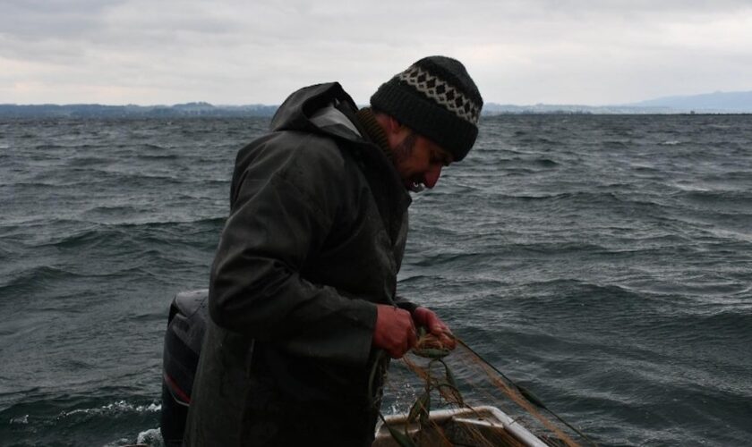 Perturbé par les espèces invasives, le lac de Constance sur la brèche