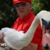 Royal count finds swans hit by air guns