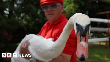 Royal count finds swans hit by air guns