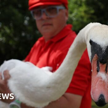 Royal count finds swans hit by air guns