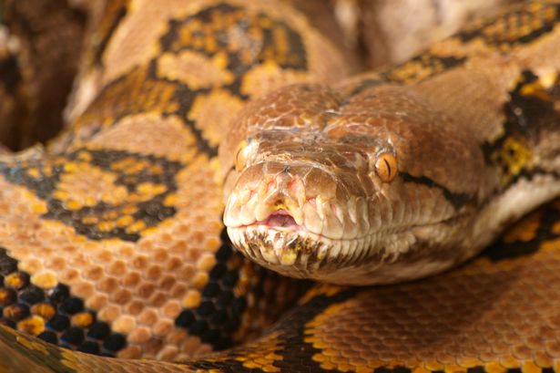 'Snake expert' strangled to death by 13ft python after 'fatal mistake'