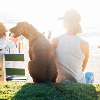 Tous les chiens ne sont pas égaux devant les coups de soleil