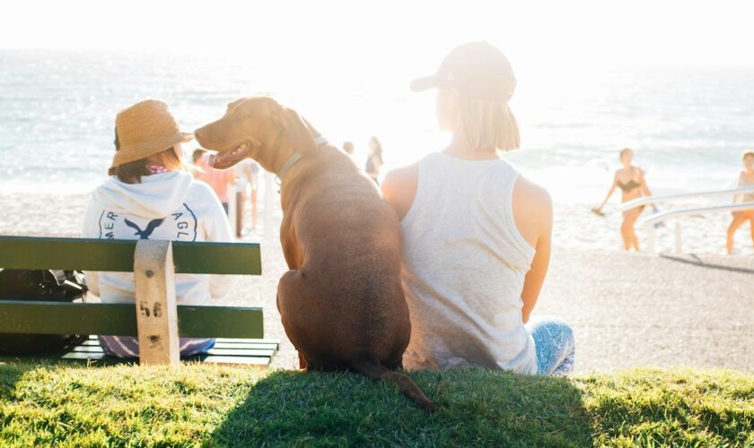 Tous les chiens ne sont pas égaux devant les coups de soleil