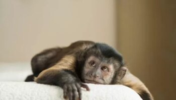 UK to enforce ban on keeping monkeys as pets affecting 5,000 primates