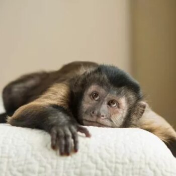 UK to enforce ban on keeping monkeys as pets affecting 5,000 primates